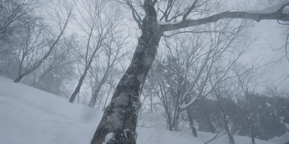 A person skis through a snowy forest