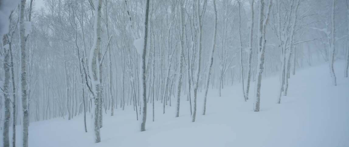 A forest covered in snow
