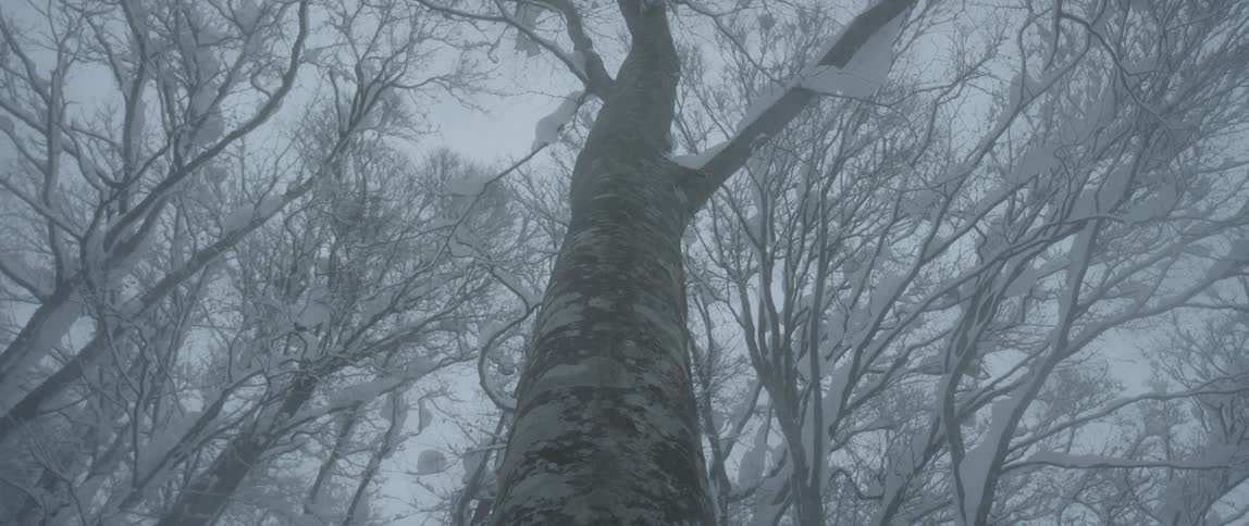 Snow falls onto leafless trees