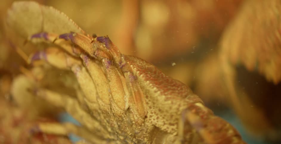 Shellfish move around underwater