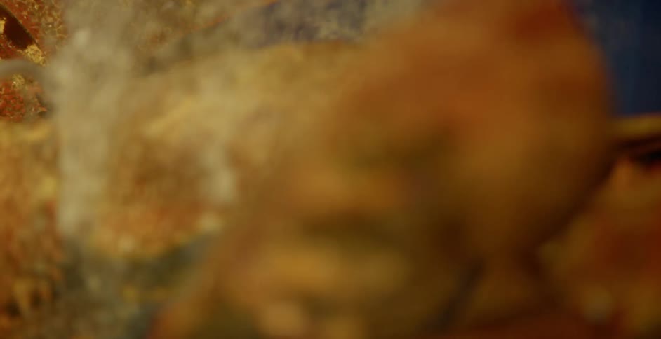 A close up shot of an aquarium