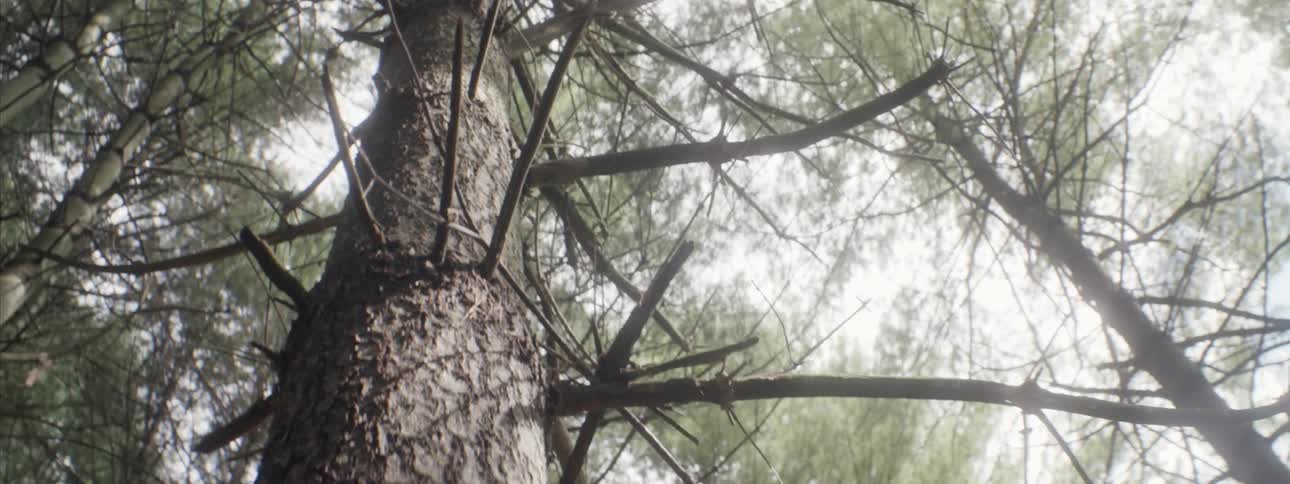 Looking up at a large tree
