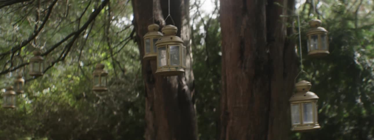 Lanterns hang from a tree