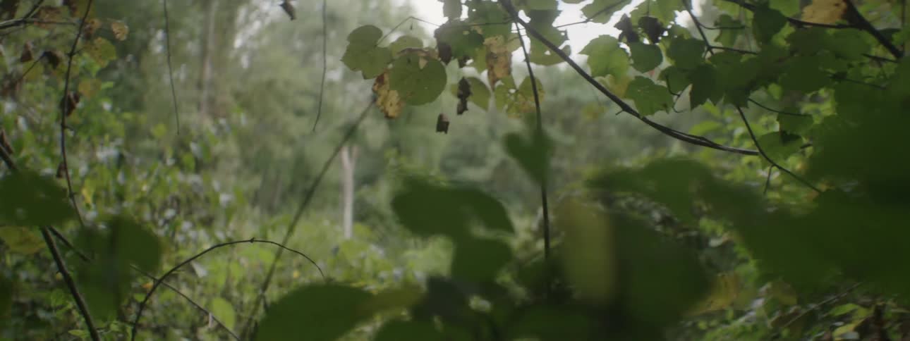 Leaves hanging from a tree
