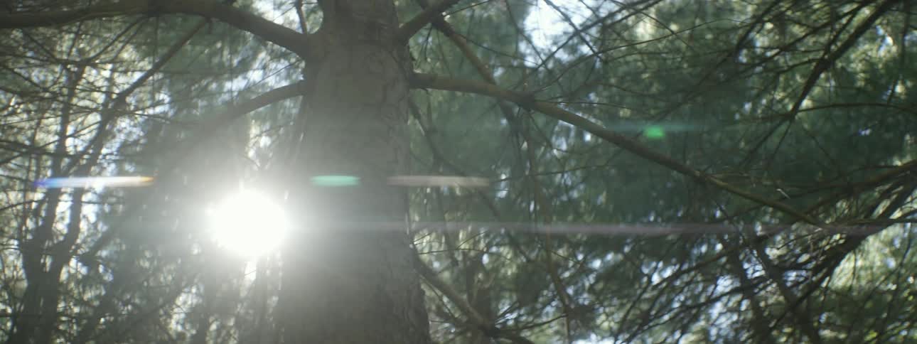 Sunlight filtering through trees