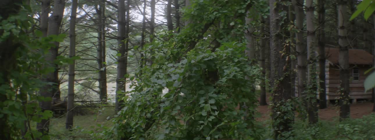 Vines climbing up trees in a wooded area surrounding a small cottage