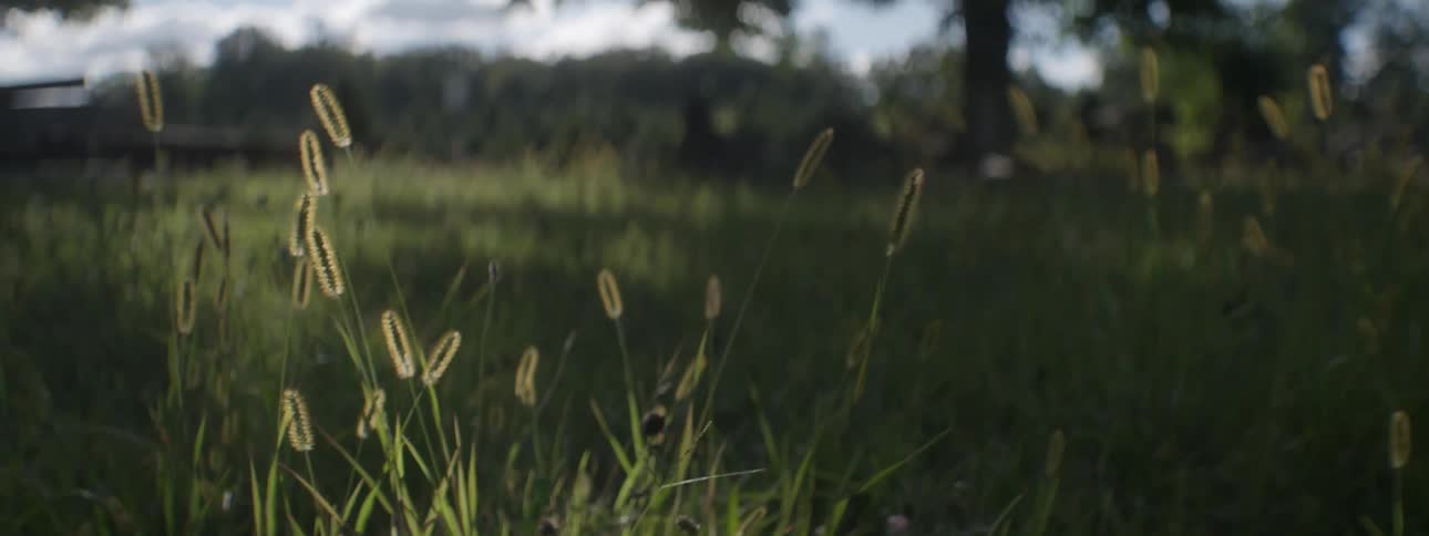 Grass and weeds swaying in the wind