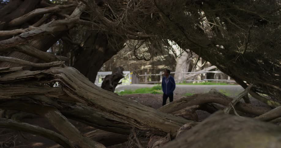 A man walking through a park and examining a tree