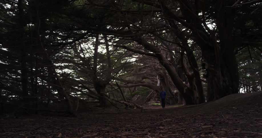 Man walks through a forest