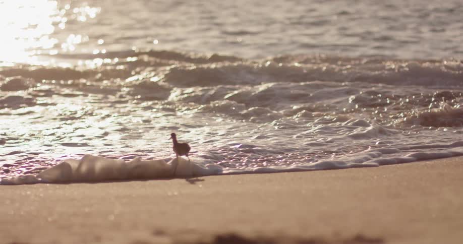 A bird walks along the beach