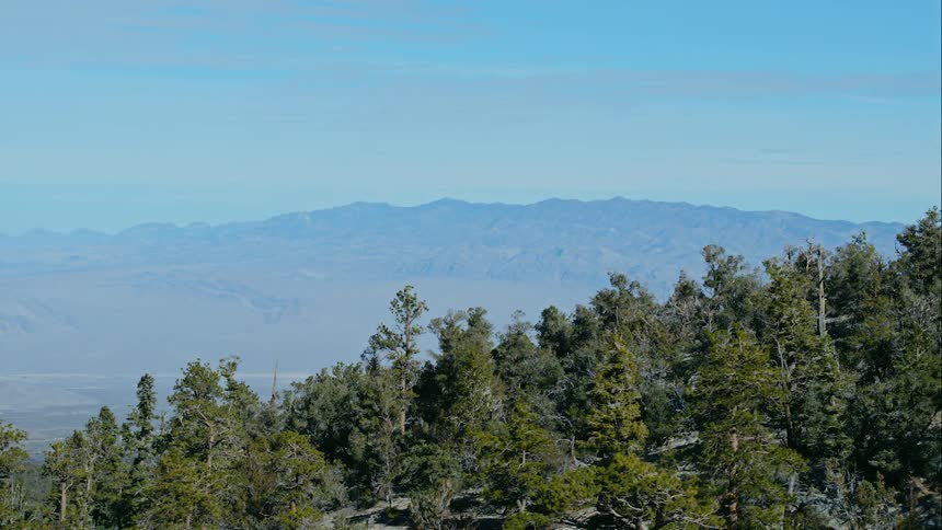 A forest with mountains and the sky in the background