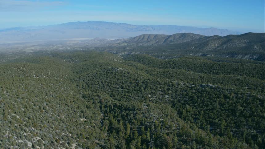 A forest grows in a mountain valley