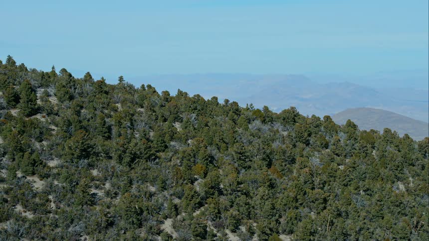 A forest with mountains and the sky in the background