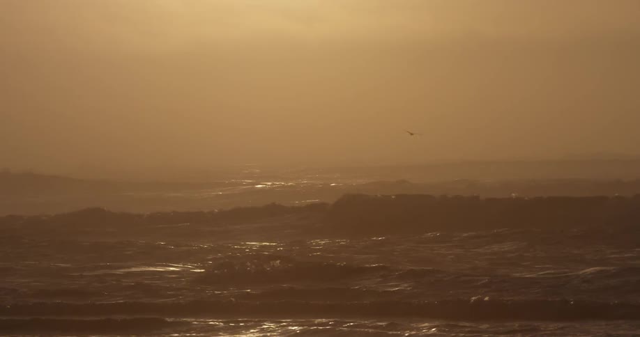 A seagull flies over ocean waves at sunset