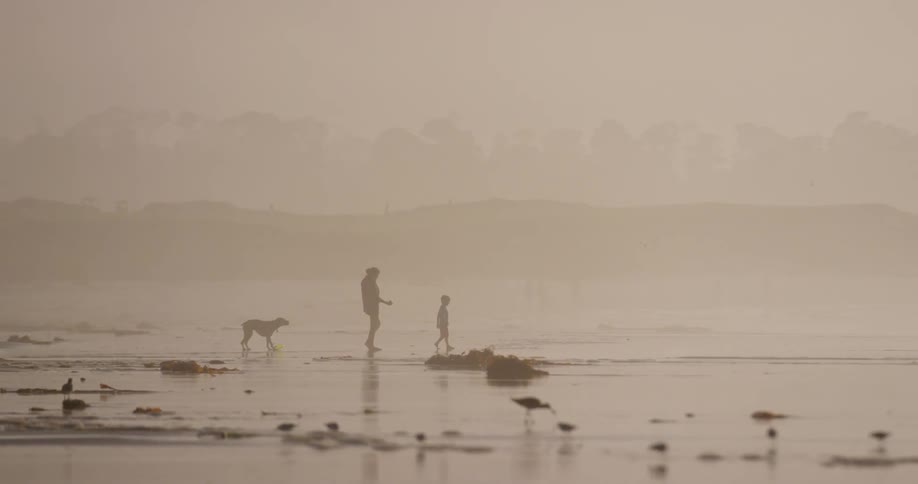 A man child and dog walk across a beach covered in seaweed and walking birds