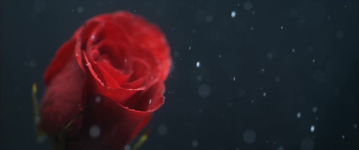 Rain is hitting a rose