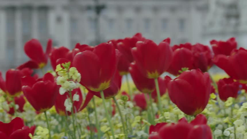 Red tulips grow in a city