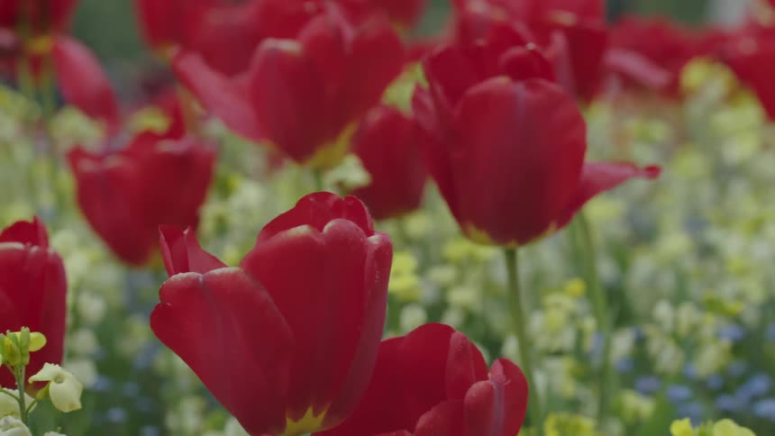 Red tulips
