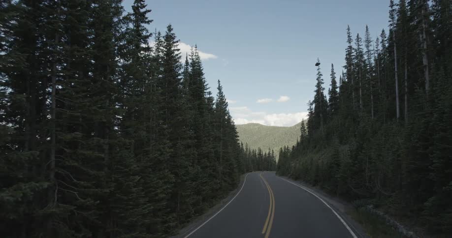 Pine trees line a road in the wilderness