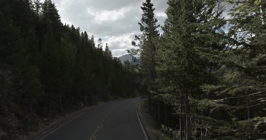 Trees line a road in the woods