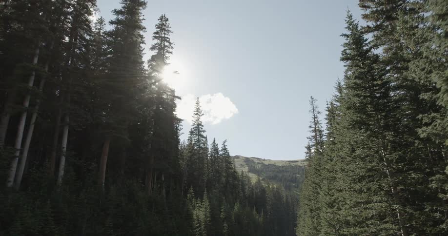 Pine trees along road
