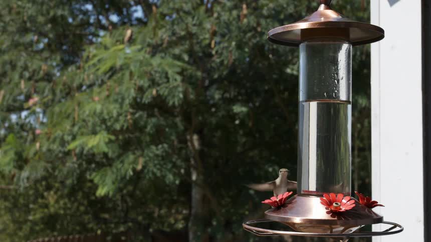 A hummingbird at a feeder