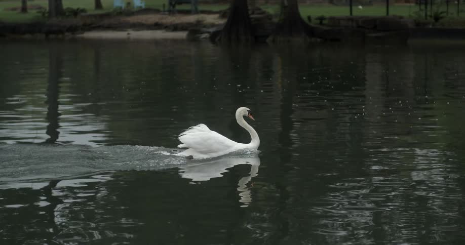 Swan trying to fight current of the river,