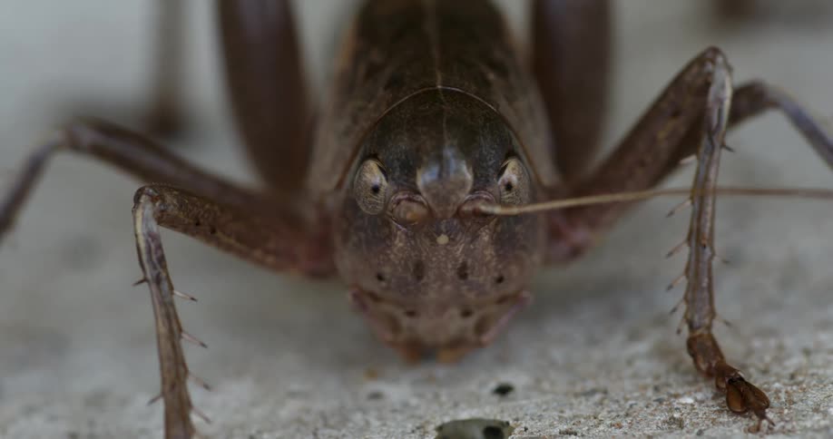 Bug staring at camera