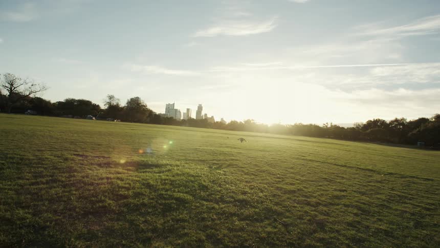 An open field with a bird in it