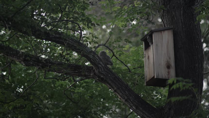 A bird jumps from its nest to a branch
