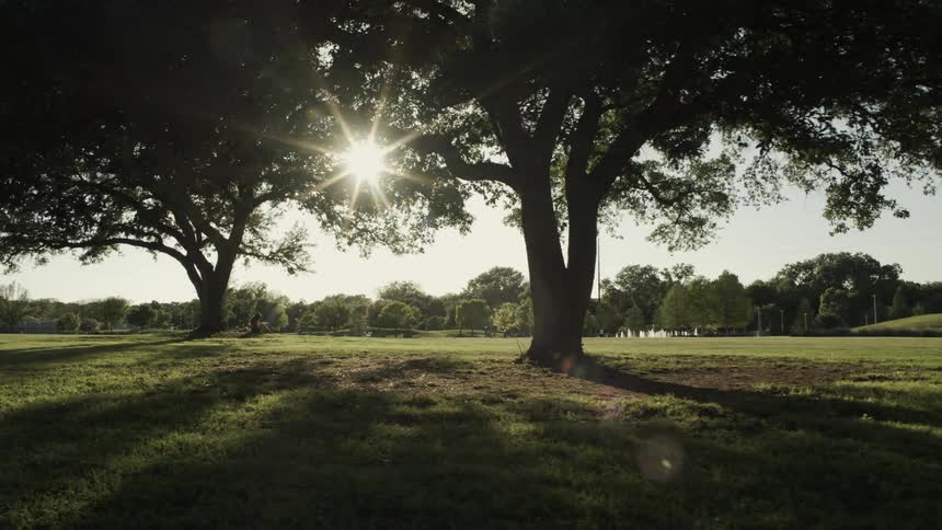 A large tree in a field