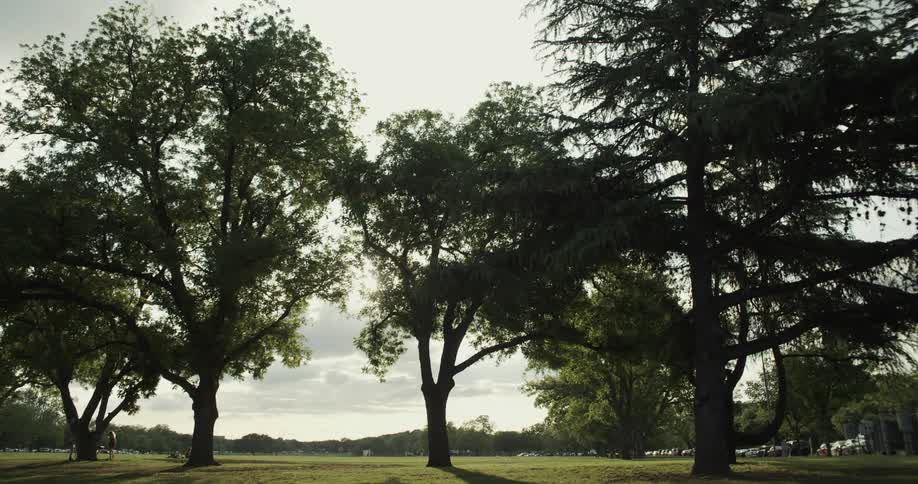 Trees and people in park