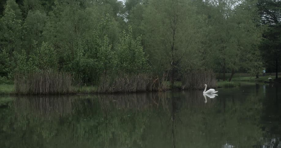 A white swan swimming in a lake has a perfect reflection