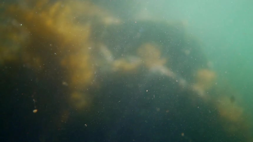 Particles and debris are floating underwater in an aquarium