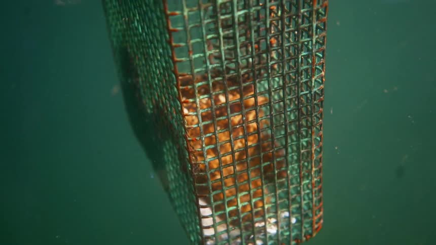 An octopus trapped in a fishermans cage floats in water as it is being raised to the surface