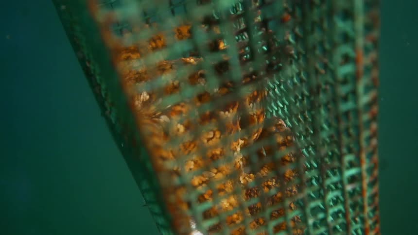 A lobster trap filled with lobster underwater