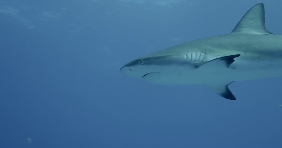 A small fish swims beneath a shark in blue water