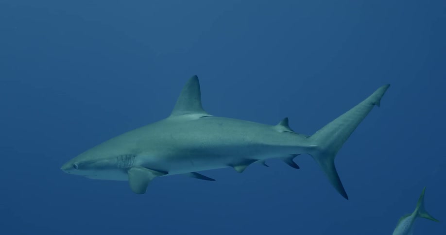 Shark swimming towards a scuba diver in blue waters