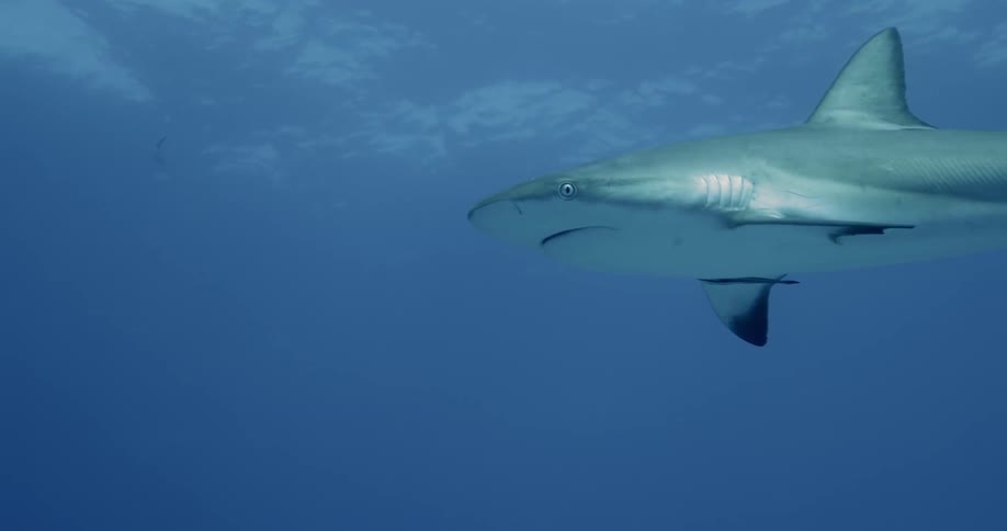 A shark swims in open water in daylight