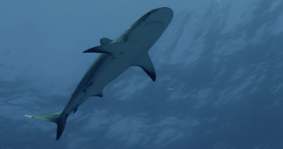 A shark is swimming in the ocean