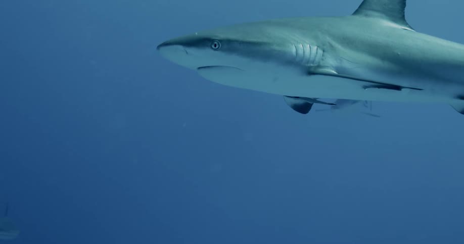 Sharks swimming underwater