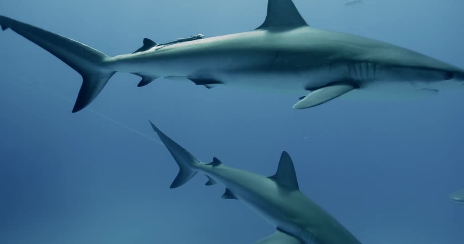 Sharks swimming