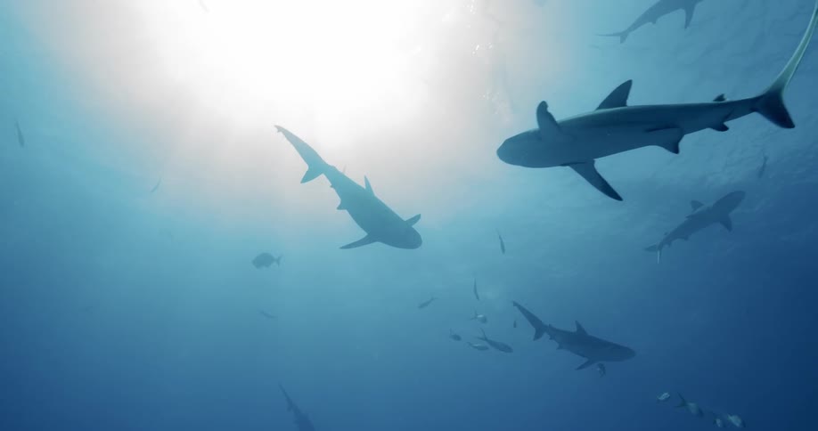 Sharks are swimming underwater in the ocean