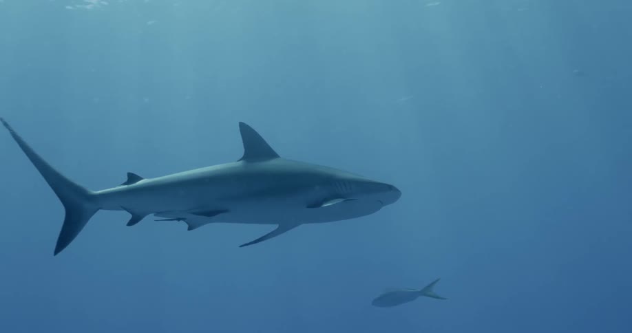 A shark swimming in water