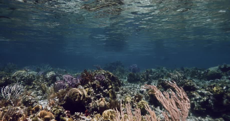 Underwater sea life and plants in clear ocean water