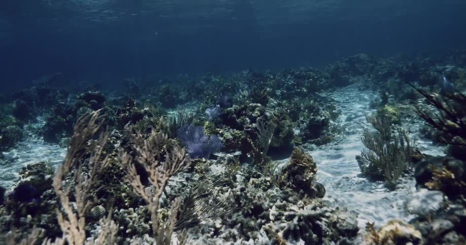Fish swimming through the coral under the sea
