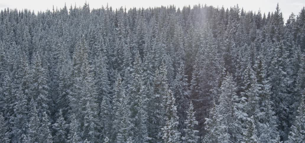 Landscape of the forest with snowcovered trees on a sunny day