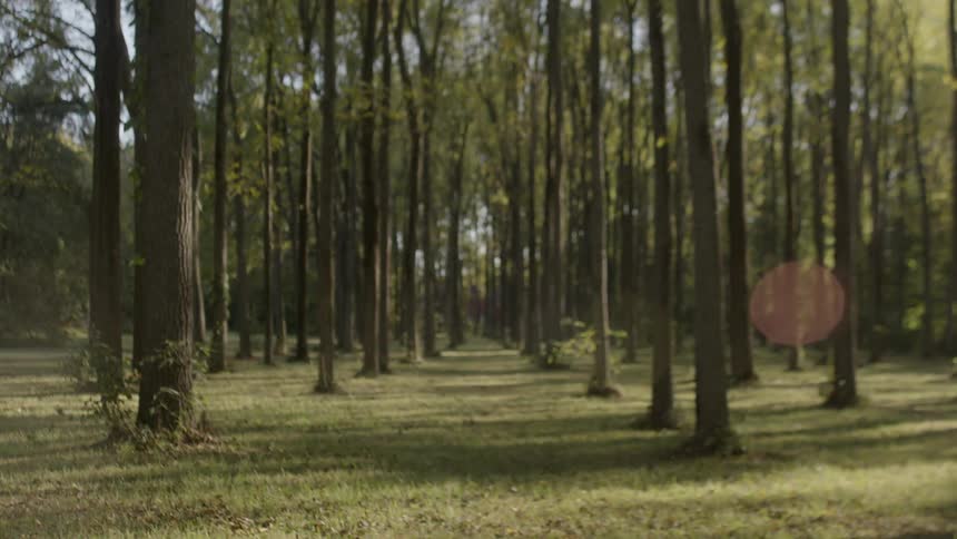 A wooded area with low grass and young trees in the morning
