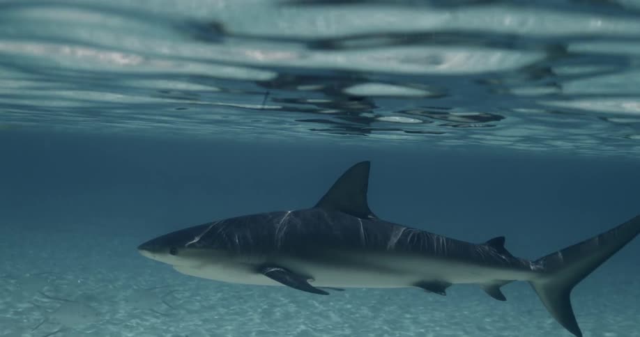Sharks swim in shallow open water in daylight