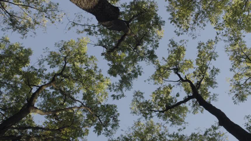 A worms eye view of trees is displayed outdoors